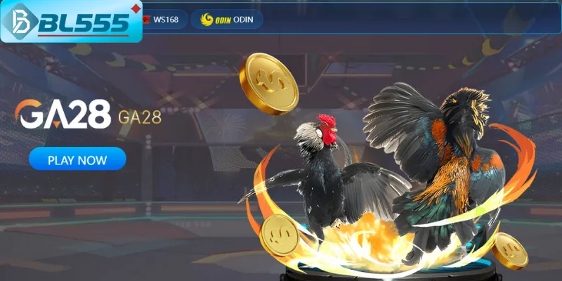 Đá Gà BL555 - Xem Trực Tiếp & Cá Cược Chuẩn Trường Thổ 2025 Giao diện đặt cược đá gà BL555 chỉ 3 giây mỗi trận